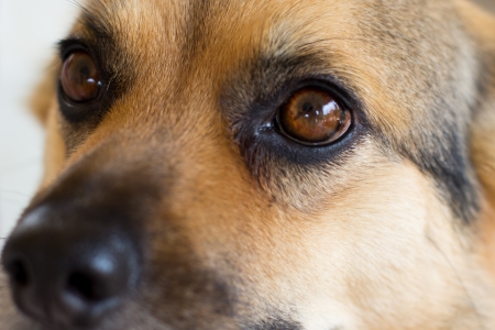 Ciego, asustado y al borde del peligro: rescataron en Funes a un perro que corría desorientado por Ruta 9